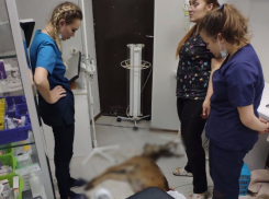 Сбитого на Ставрополье оленя спасти не удалось