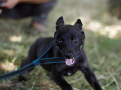 В Ставрополе в приюте для животных закончилась еда для собак