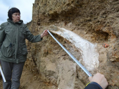 На Ставрополье обнаружили фрагмент останков слона