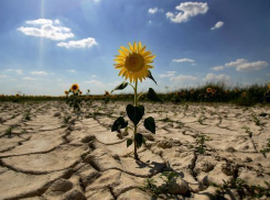 Засуха на Ставрополье угрожает урожаю