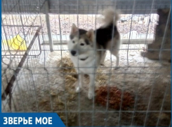 Житель Ставрополя отправился в Сальск спасать хаски