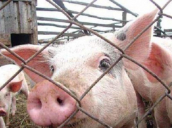 О вспышке африканской чумы свиней сообщил ставропольский Россельхознадзор