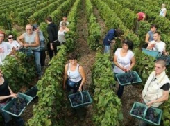 Меры господдержки позволили Ставрополью в прошлом году стать вторым по собранному урожаю винограда в стране