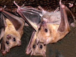 Наглые летучие мыши мешают строителям начать ремонт дворцов культуры на Ставрополье