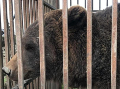 Бурого медведя нашли в частном доме на Ставрополье 