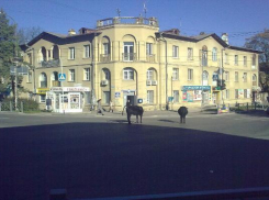 В Кисловодске коровы вышли пастись в город