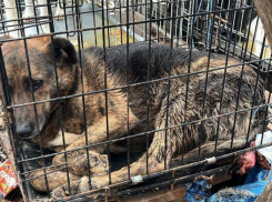 Собаки в моче на морозе: зооактивистов возмутило жестокое отношение с отловленными животными в Ставрополе