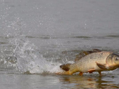 В Комсомольском озере в Ставрополе появятся толстолобики и амуры