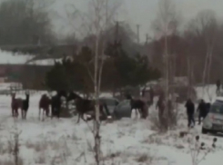 Спасатели вызволяли провалившуюся под лед лошадь на Ставрополье