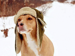 Небольшой снег и ветер ожидаются в понедельник на Ставрополье