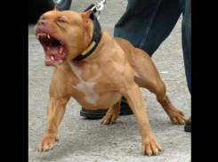 Два питбуля загрызли маленького мальчика на Ставрополье