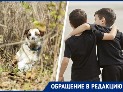 В Зеленокумске 10-летний школьник защитил малыша от агрессивных собак