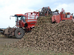 Уборка пропашных культур полным ходом идет в Ставропольском крае