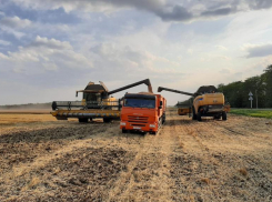 Новоалександровский горокруг лидирует по урожайности зерновых на Ставрополье