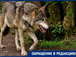 «Стая волков нападает на людей, но никому нет до этого дела», - ставропольчане обратились за помощью