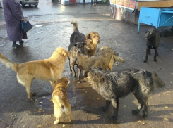 Кто-то должен следить за стаями собак в городе, они кусают людей, - жительница Ставрополя