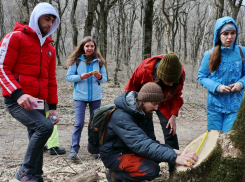Всемирный фонд дикой природы подсчитывает ущерб от незаконных вырубок деревьев в Бештаугорском заказнике