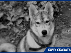 «С такой агрессией рубить собаку»: ставропольчанку ужаснуло убийство питомца соседом