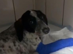 Жительница Ставрополя выбросила из окна квартиры щенка