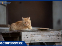 Печальные глаза и надежда найти хозяев: как живут бездомные животные в Ставрополе 