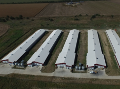 Работников птицекомбината на Ставрополье оставили без зарплат из-за вспышки птичьего гриппа