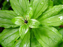 Уникальный цветок Кавказа на грани исчезновения: в Ставропольском крае осталось последнее место его обитания