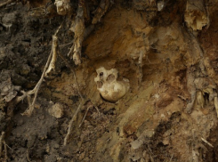 На Ставрополье нашли человеческие останки