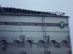 Мистическое нашествие ворон на больницу Пятигорска попало на видео