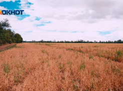 Загадочную смерть в лопастях комбайна будут расследовать на Ставрополье