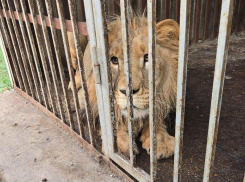 Конфискованный в Ставропольском крае лев Симба переехал в зоопарк Крыма 
