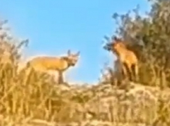 Нашествие лис в городе встревожило жителей Пятигорска