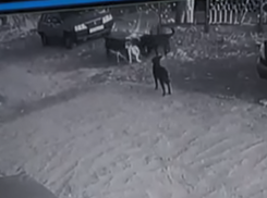 Стая собак растерзала кошку во дворе Кисловодска и попала на видео 