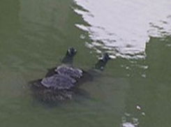 Труп 29-летнего мужчины нашли рыбаки в Новотроицком водохранилище на Ставрополье 