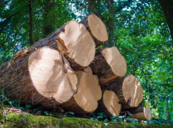 За вырубку деревьев строительная фирма вернет Ставрополью более 7 миллионов рублей