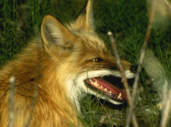 Из-за бешеных лисы и собаки в двух сёлах Ставрополья объявлен карантин