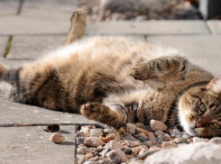 Солнечная и теплая погода ожидается во вторник на Ставрополье