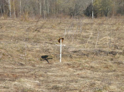 Братскую бесхозную могилу времен ВОВ обнаружили в Ставропольском крае