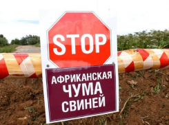 На Ставрополье пресекли распространение африканской чумы свиней 