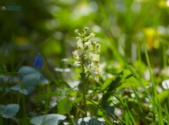 Настоящая теплая весна придет на Ставрополье 21 апреля