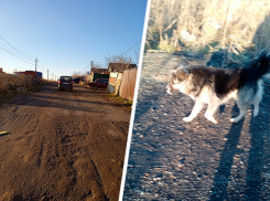 Ставропольских дачников терроризирует десяток выброшенных собак