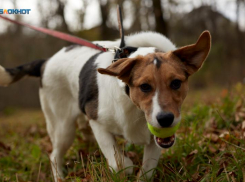 Закон о лицензировании для заводчиков собак подготавливают на Ставрополье после трагедии с 9-летней девочкой