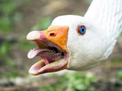 Штрафы за безнадзорное содержание животных увеличили на Ставрополье