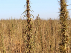 В Кировском районе мужчина замаскировал поле конопли под кукурузу