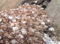 Огромный могильник из сотен тысяч птиц организовало предприятие на Ставрополье