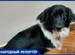 Пропавшую в Ставрополе Луизу просят вернуть за вознаграждение