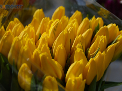 Где купить цветы к 8 Марта в Ставрополе 2026: назвали адреса ярмарок