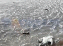 Массовая гибель птиц на Ставрополье привлекла внимание прокуратуры