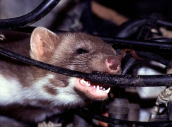 Угонщик «скормил» угнанный автомобиль полевым грызунам на Ставрополье