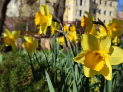 Дожди и жара до +33 градусов придут на Ставрополье в ближайшие дни