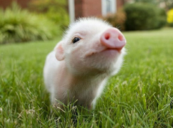 Два жителя Новоалександровска попались на краже поросят